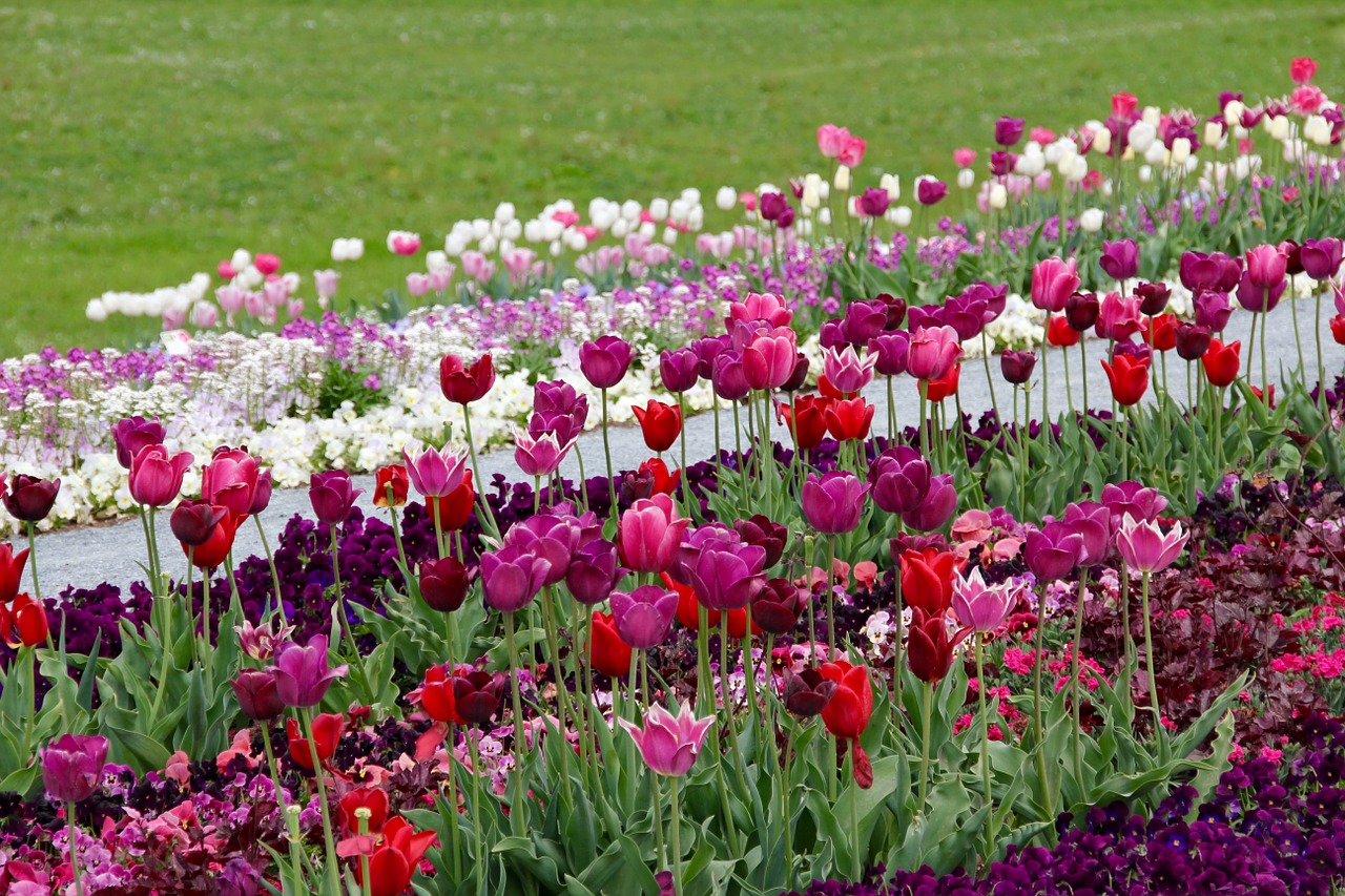tulips tulipa tulpenzwiebel free photo