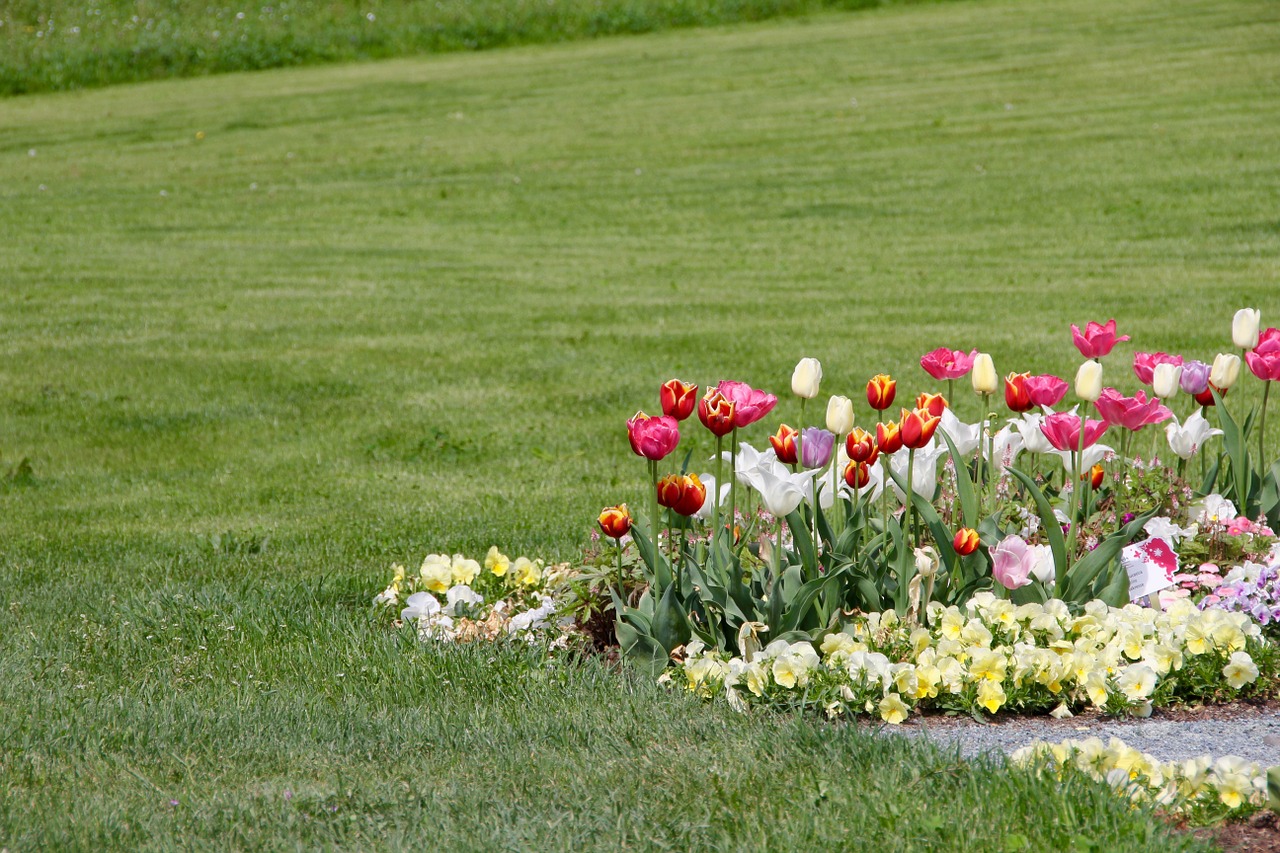 tulips tulipa tulpenzwiebel free photo