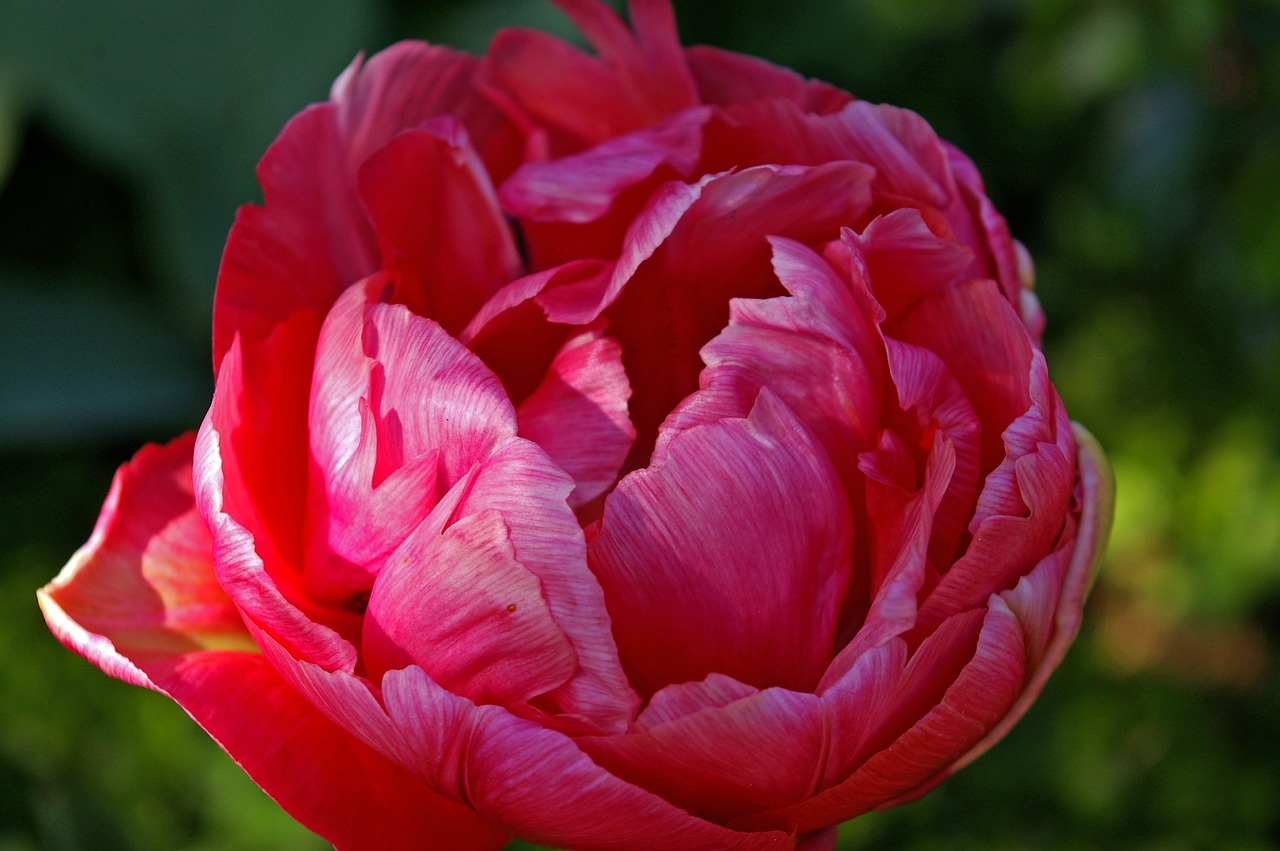 tulips red flower free photo