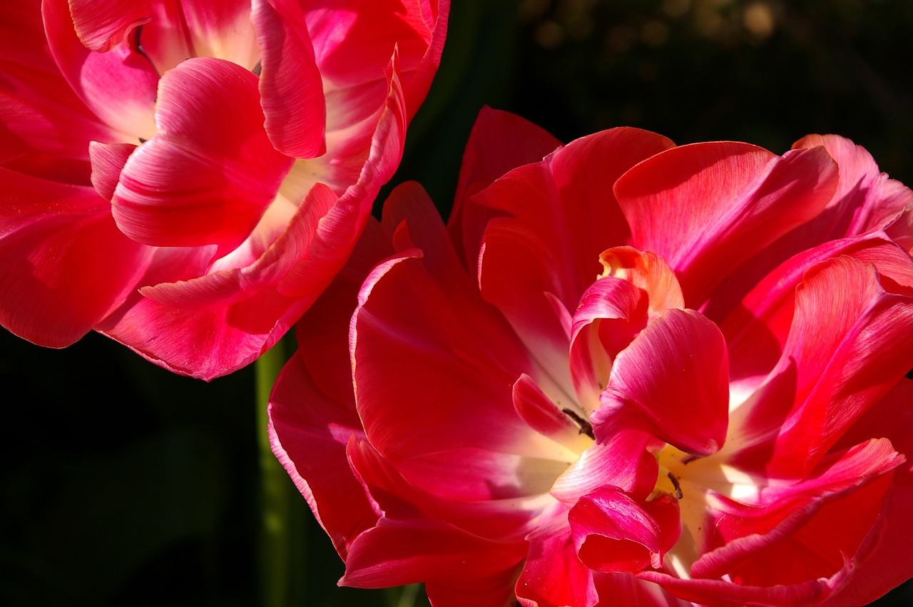 tulips red flower free photo