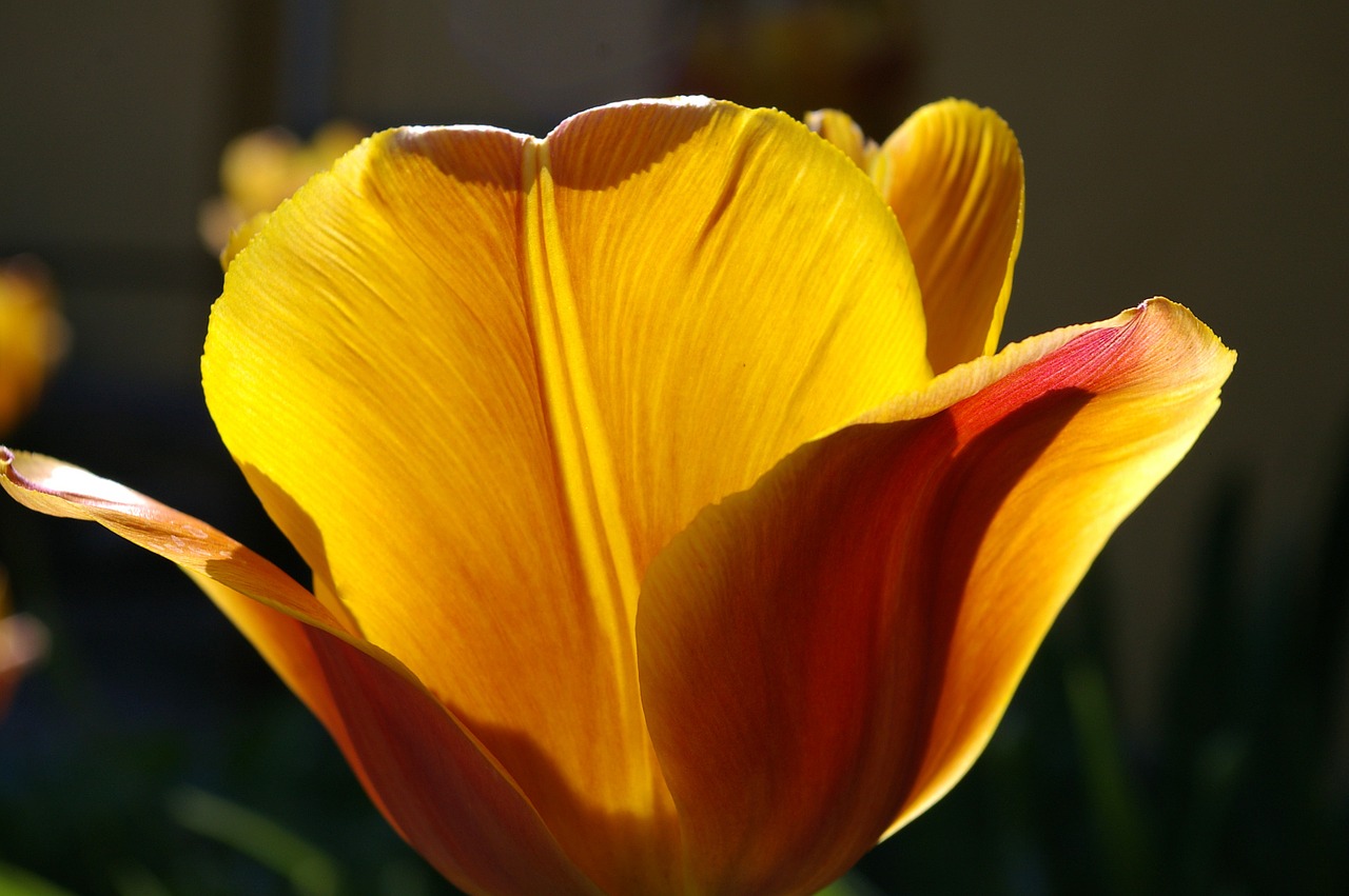 tulips yellow tumor orange tulip free photo