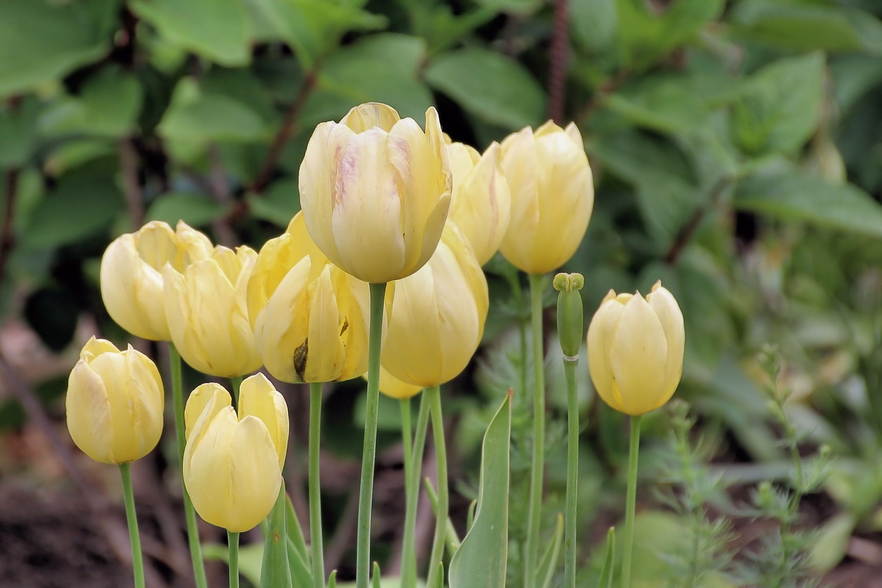 tulips yellow flowers free photo