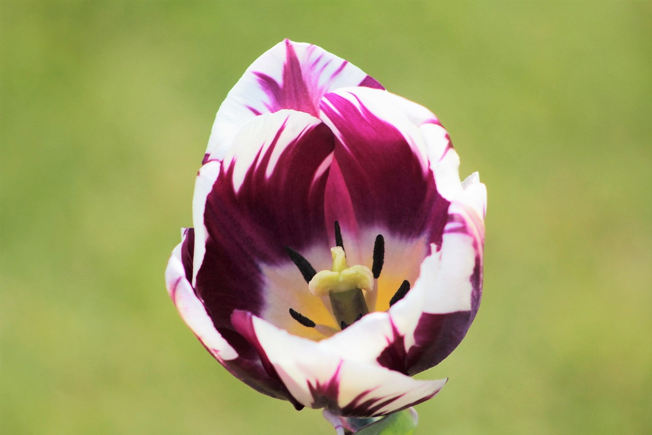 tulips flowers nature free photo