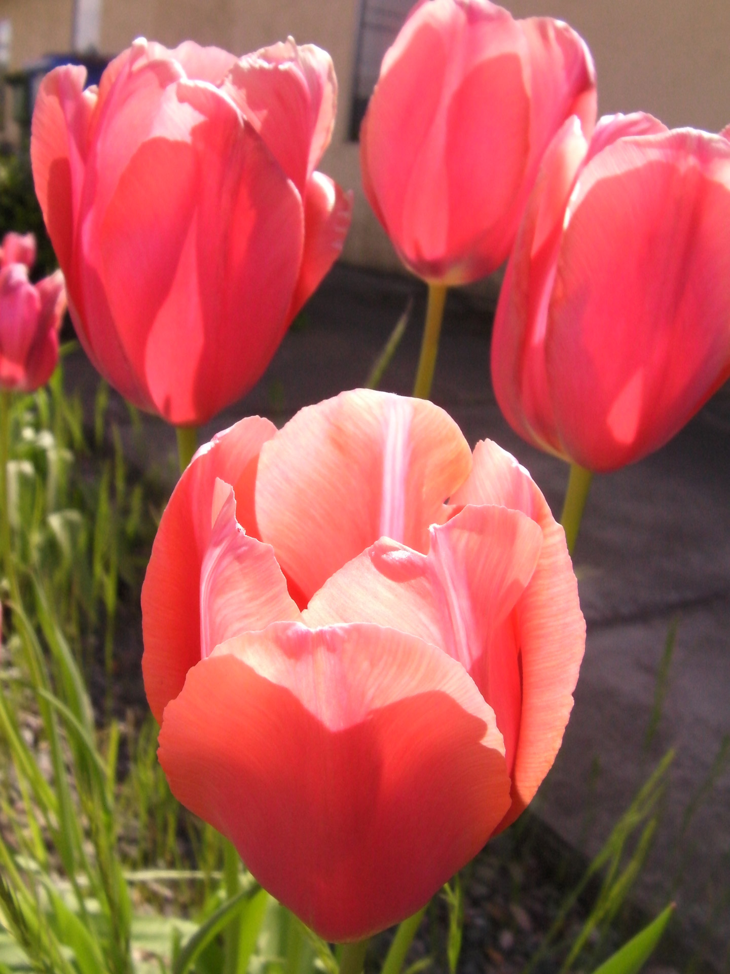 red tulips flowers free photo