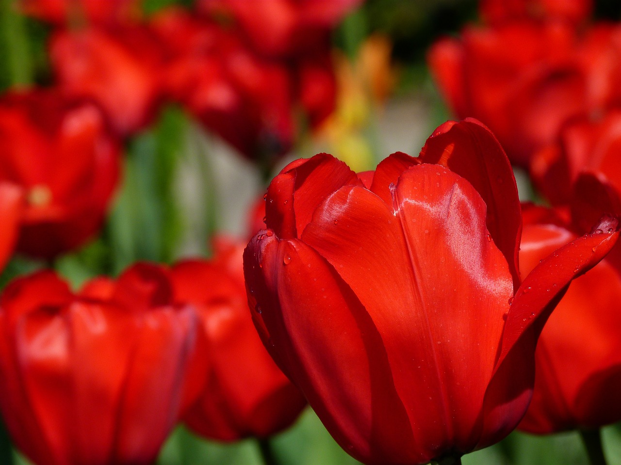 tulips flower nature free photo