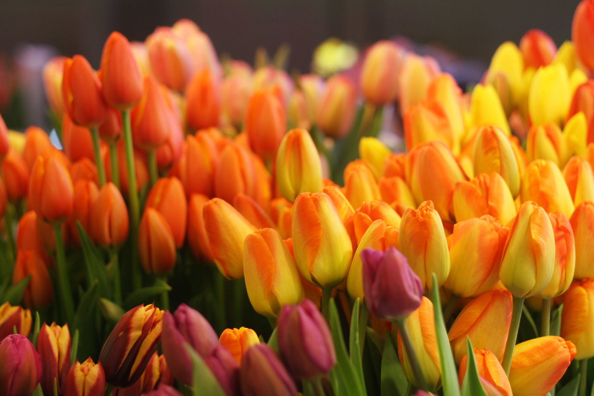 tulips flowers many free photo