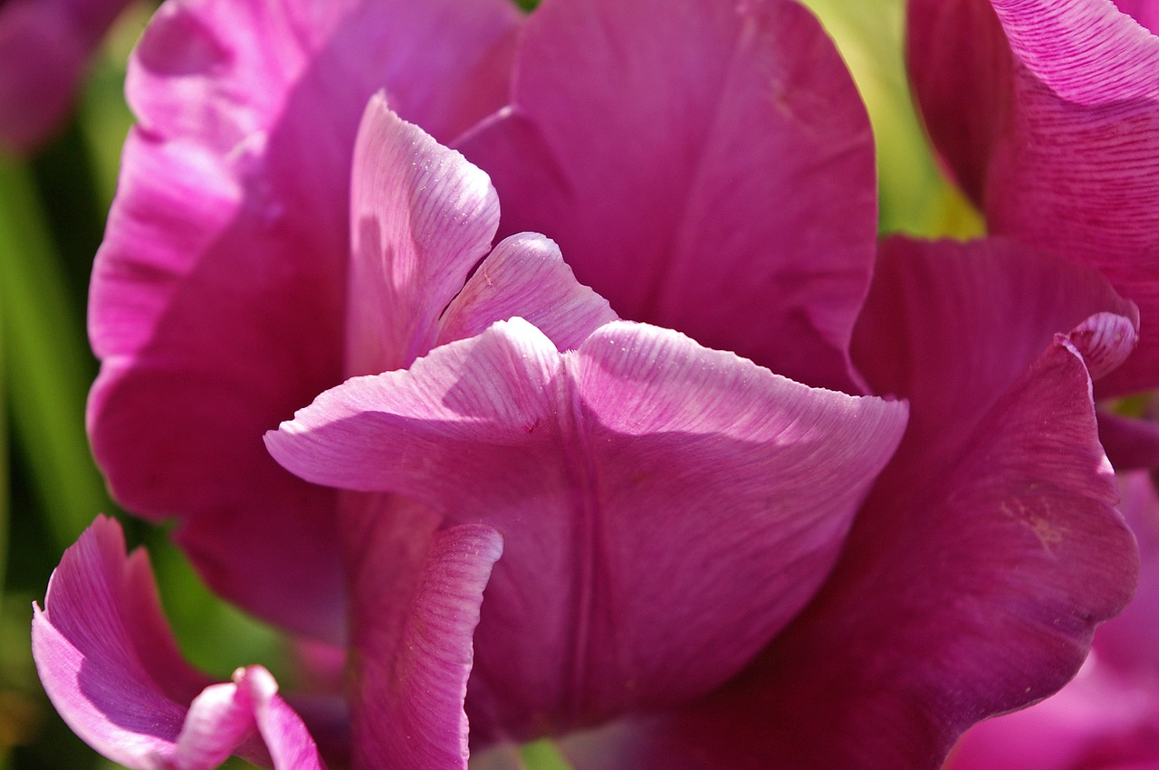 tulips flower spring free photo