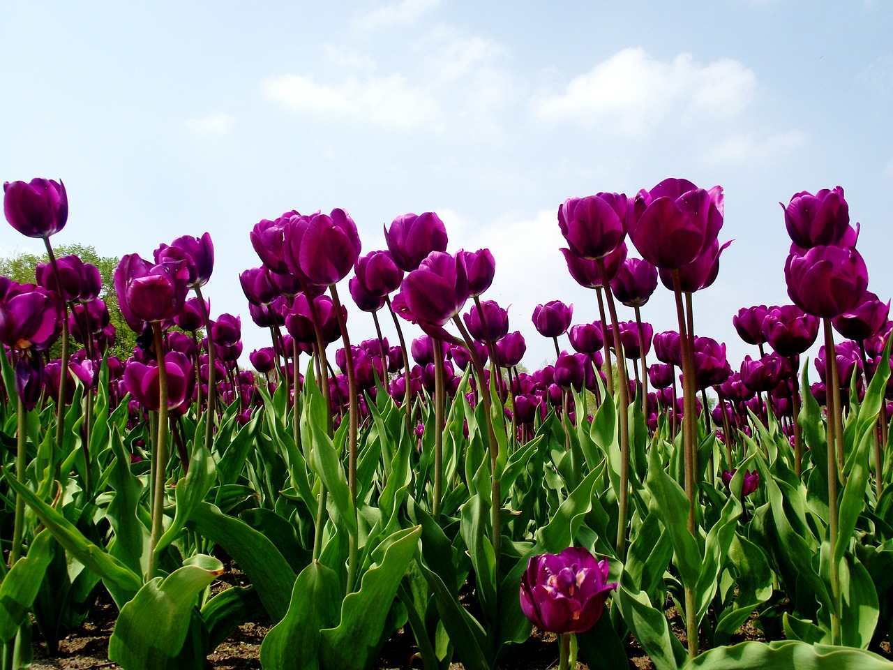 tulips tulip field nature free photo