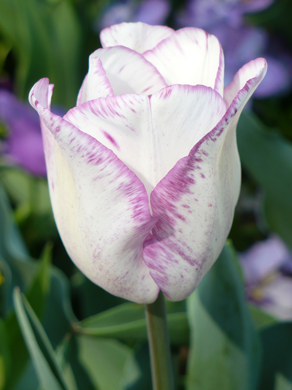 tulips white violet free photo