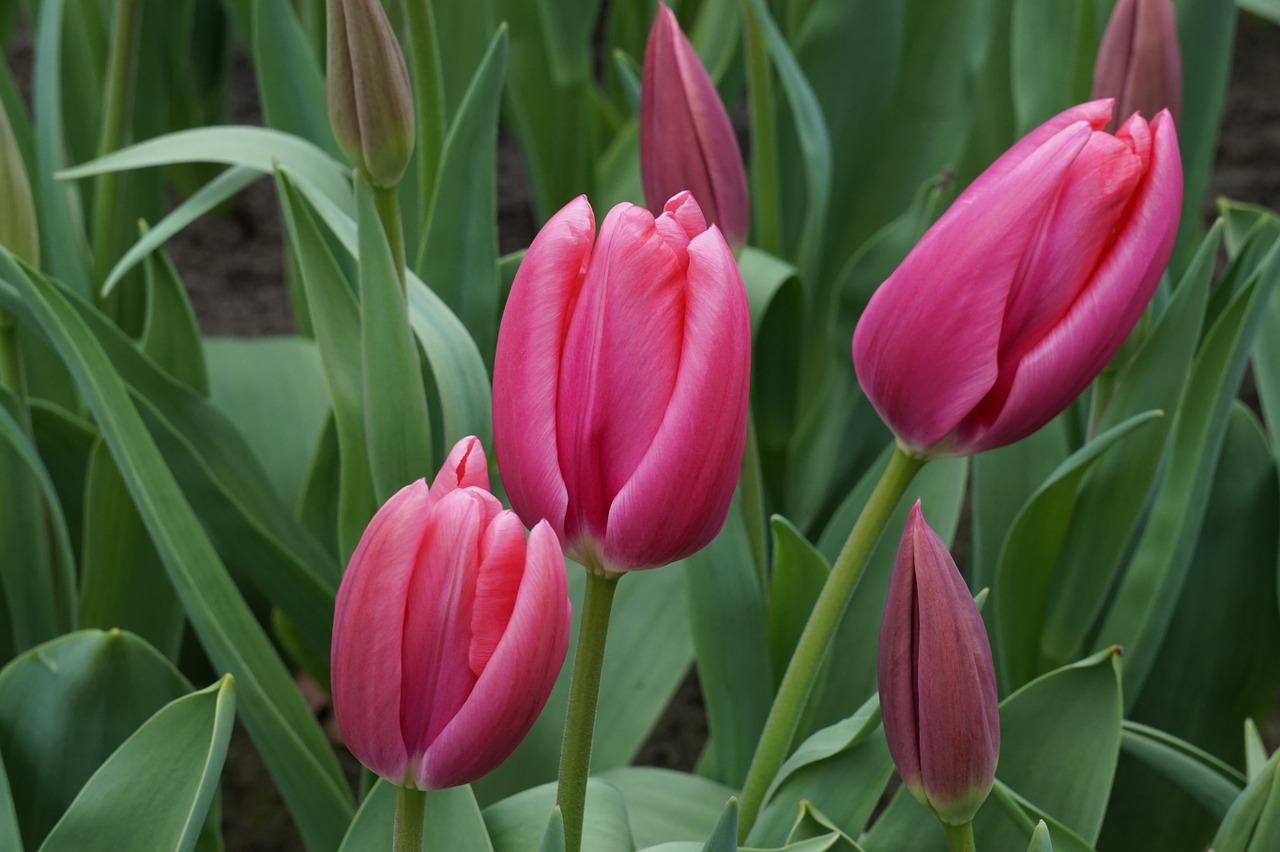 tulips holland red free photo