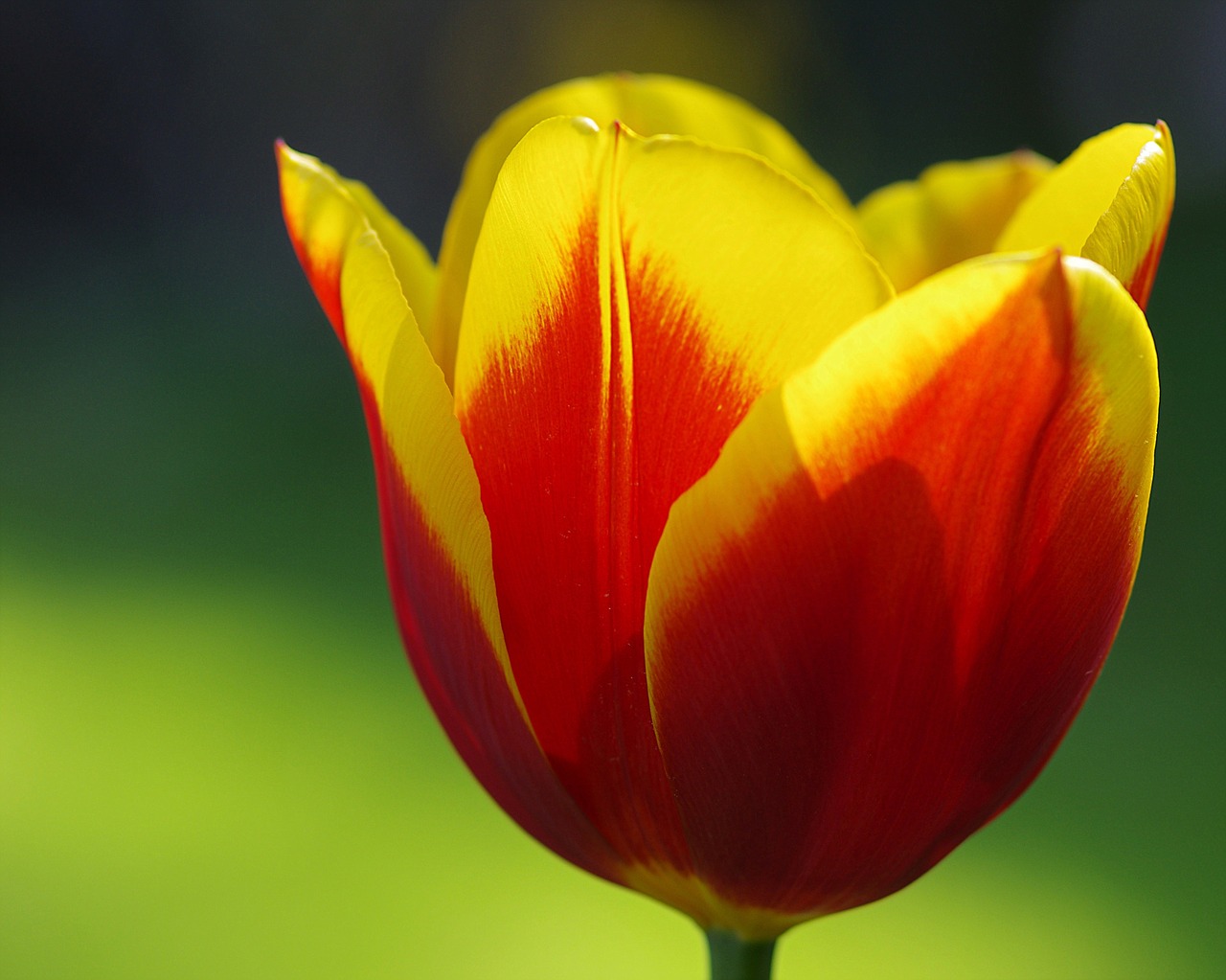 tulips spring flowers free photo