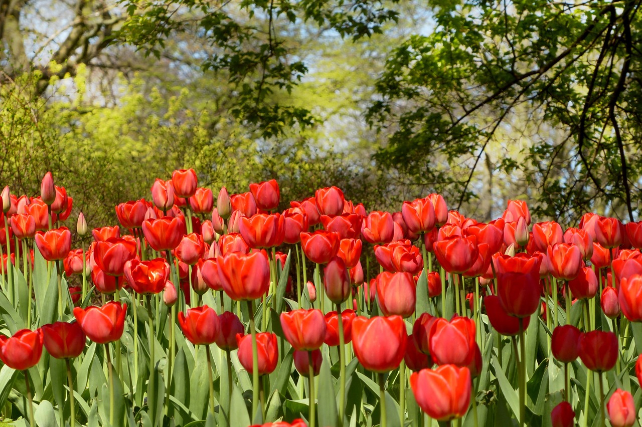 tulips red flower free photo