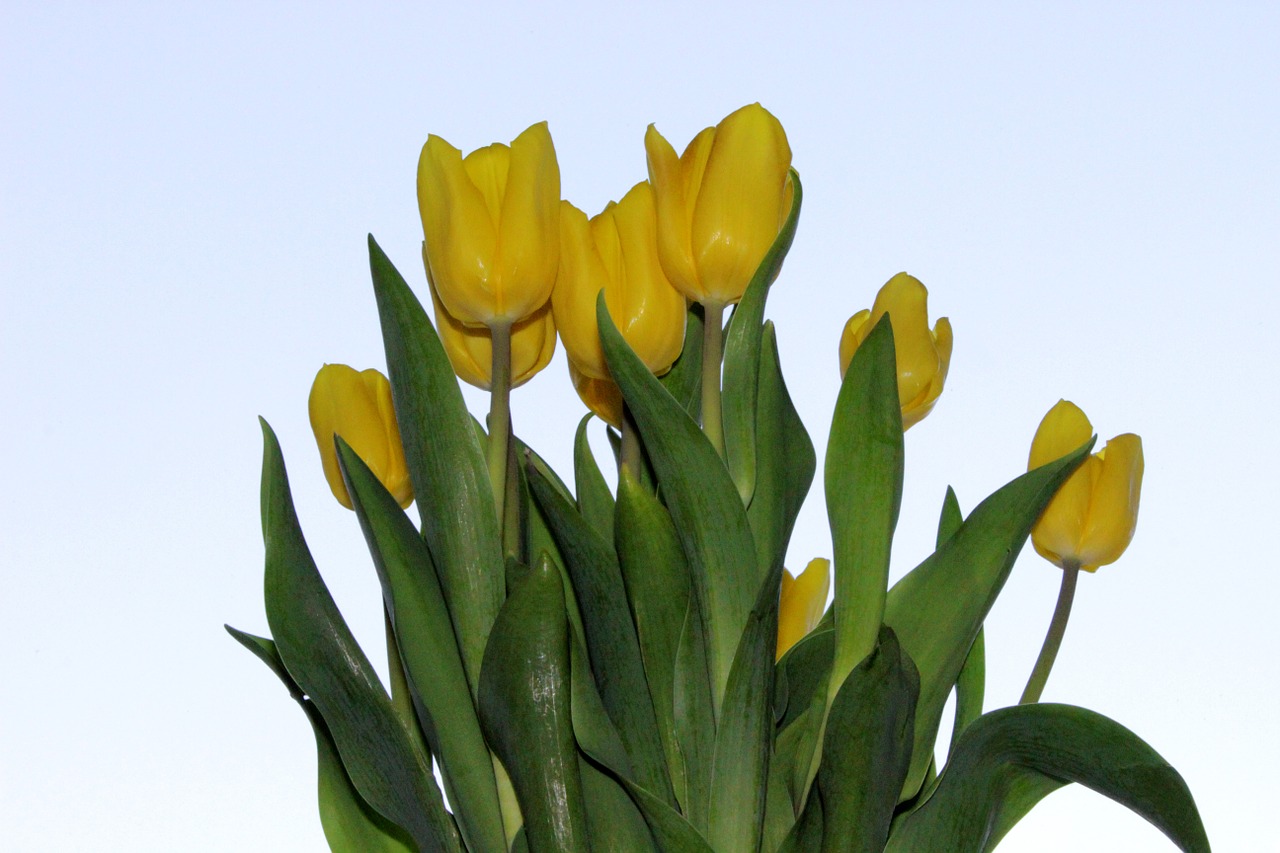 tulips flower yellow free photo