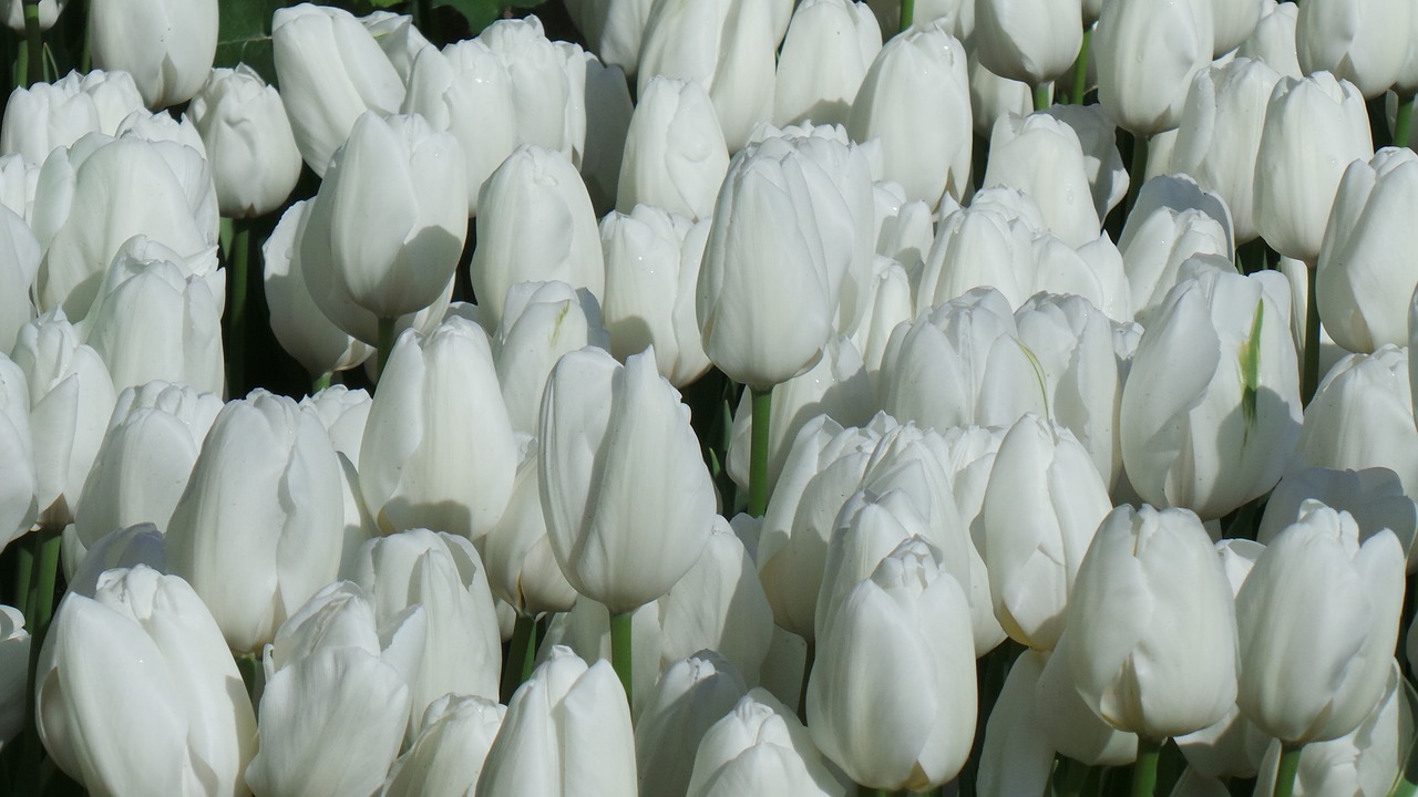 tulips flowers white free photo