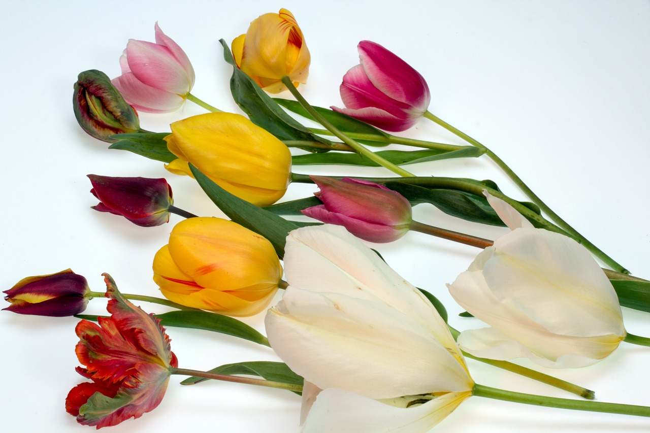 tulips colorful flowers free photo