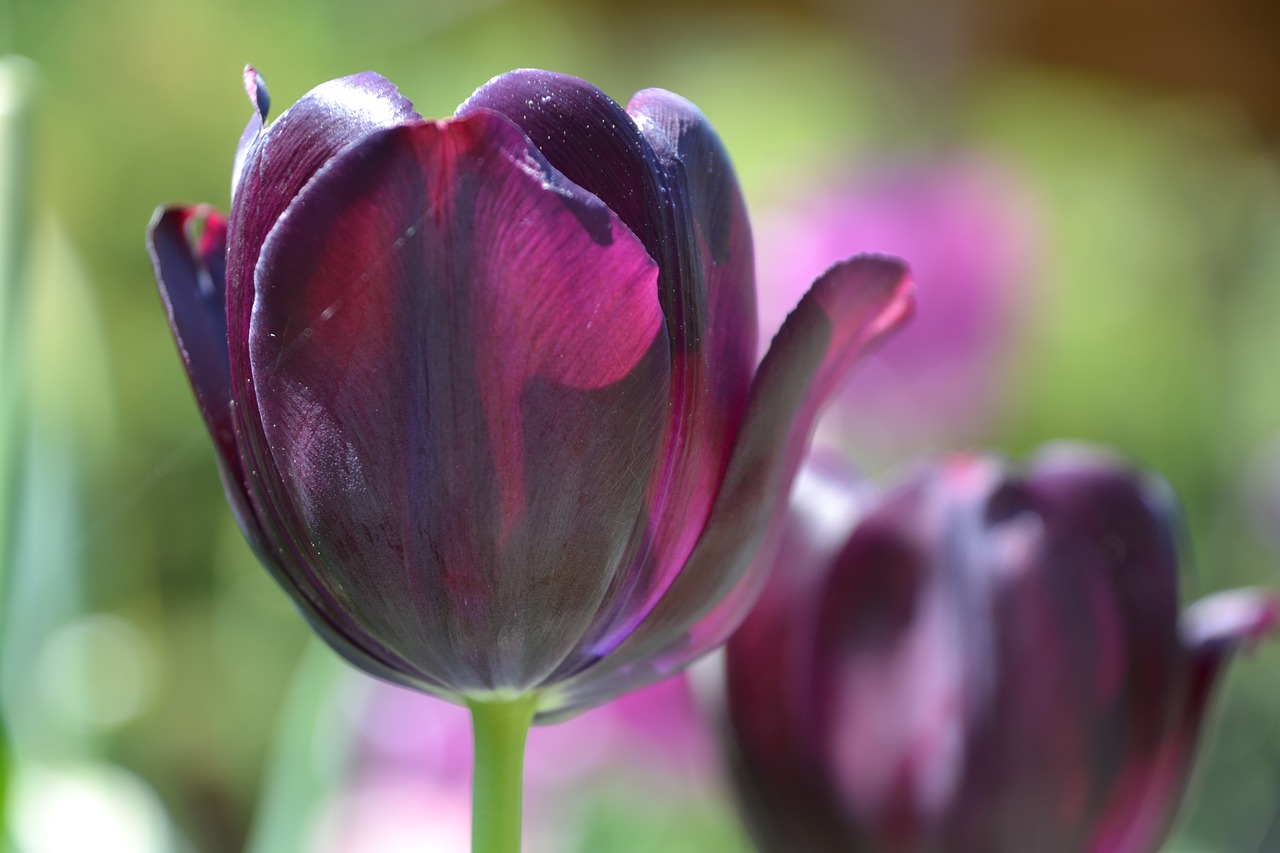 tulips flowers violet free photo