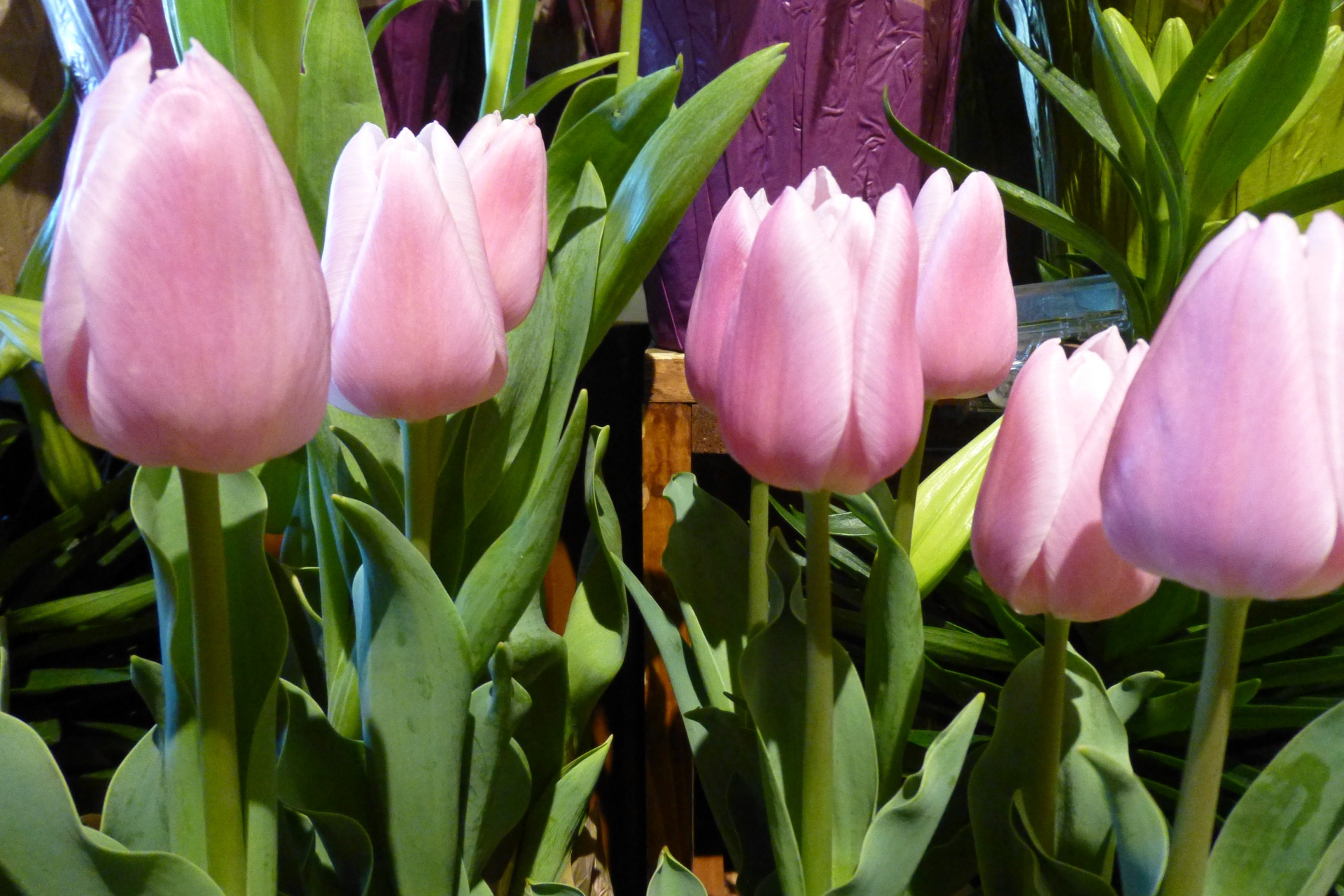 tulips pink flower free photo