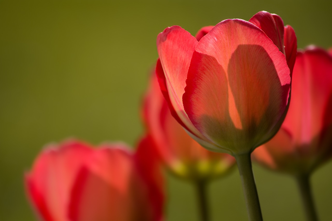 tulips red red tulips free photo