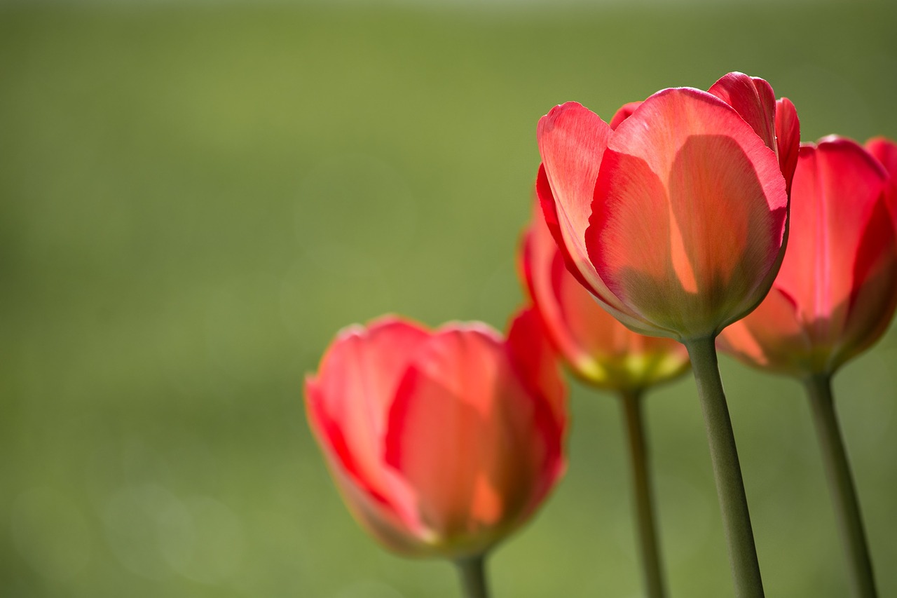 tulips red red tulips free photo