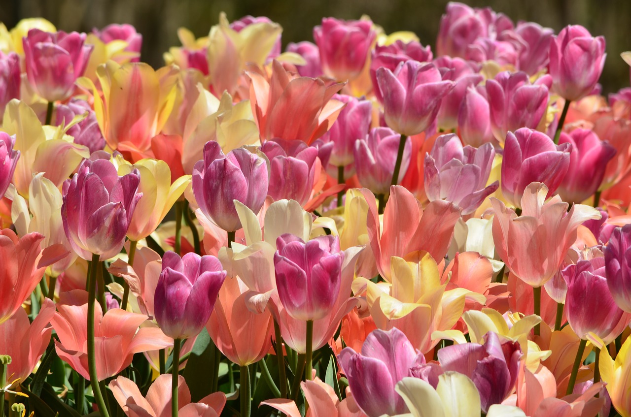 tulips flowers spring free photo