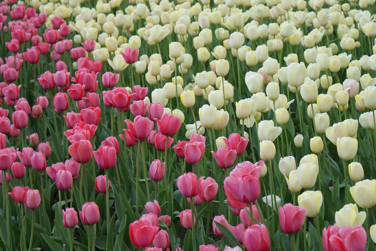 tulips flowers spring free photo