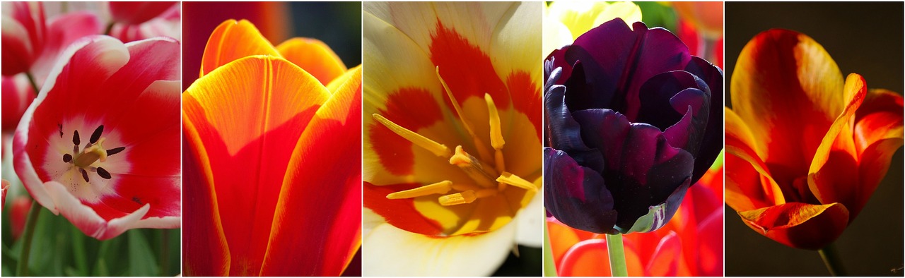 tulips flowers flower collage free photo