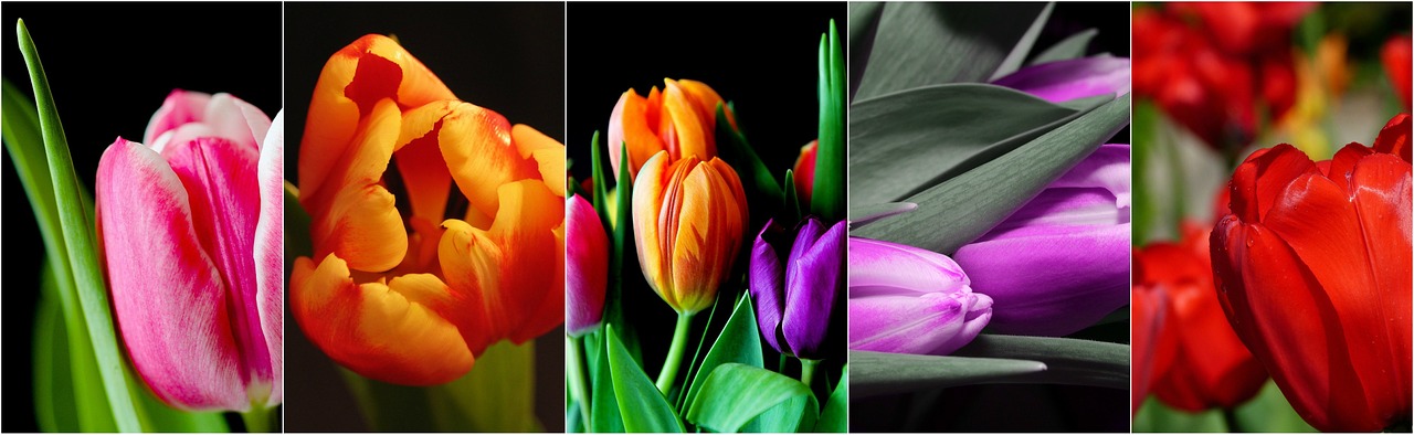 tulips flowers flower collage free photo