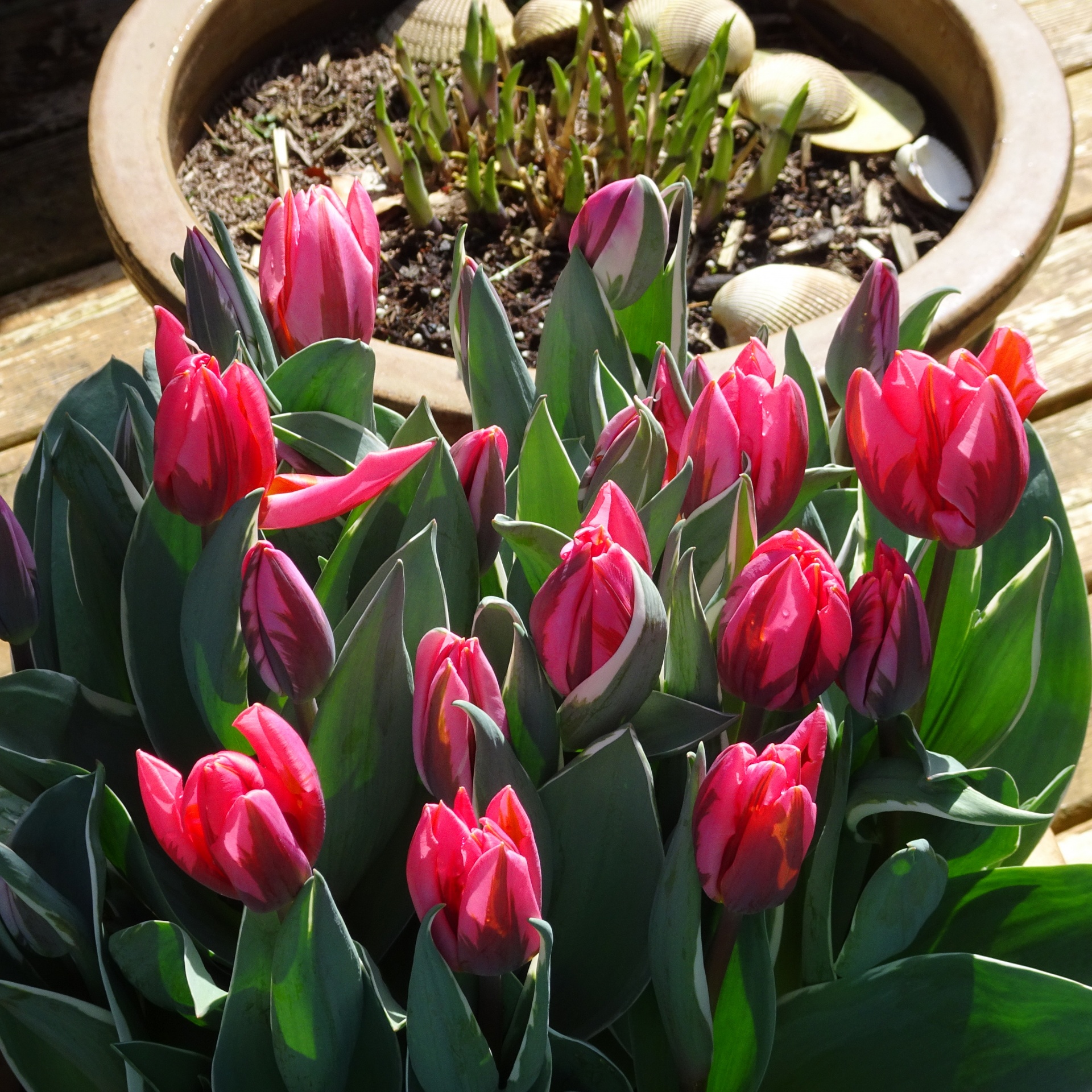 spring tulips closeup free photo