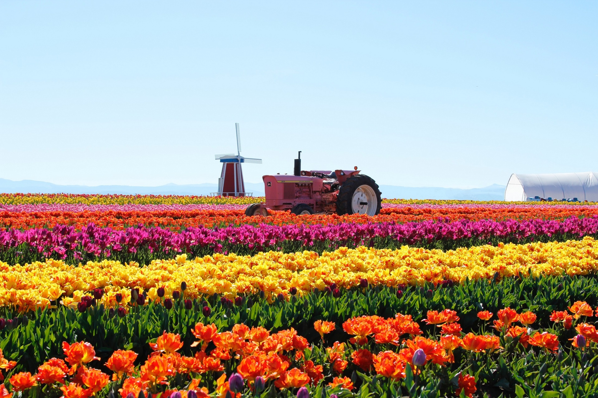 tulips farm flowers free photo