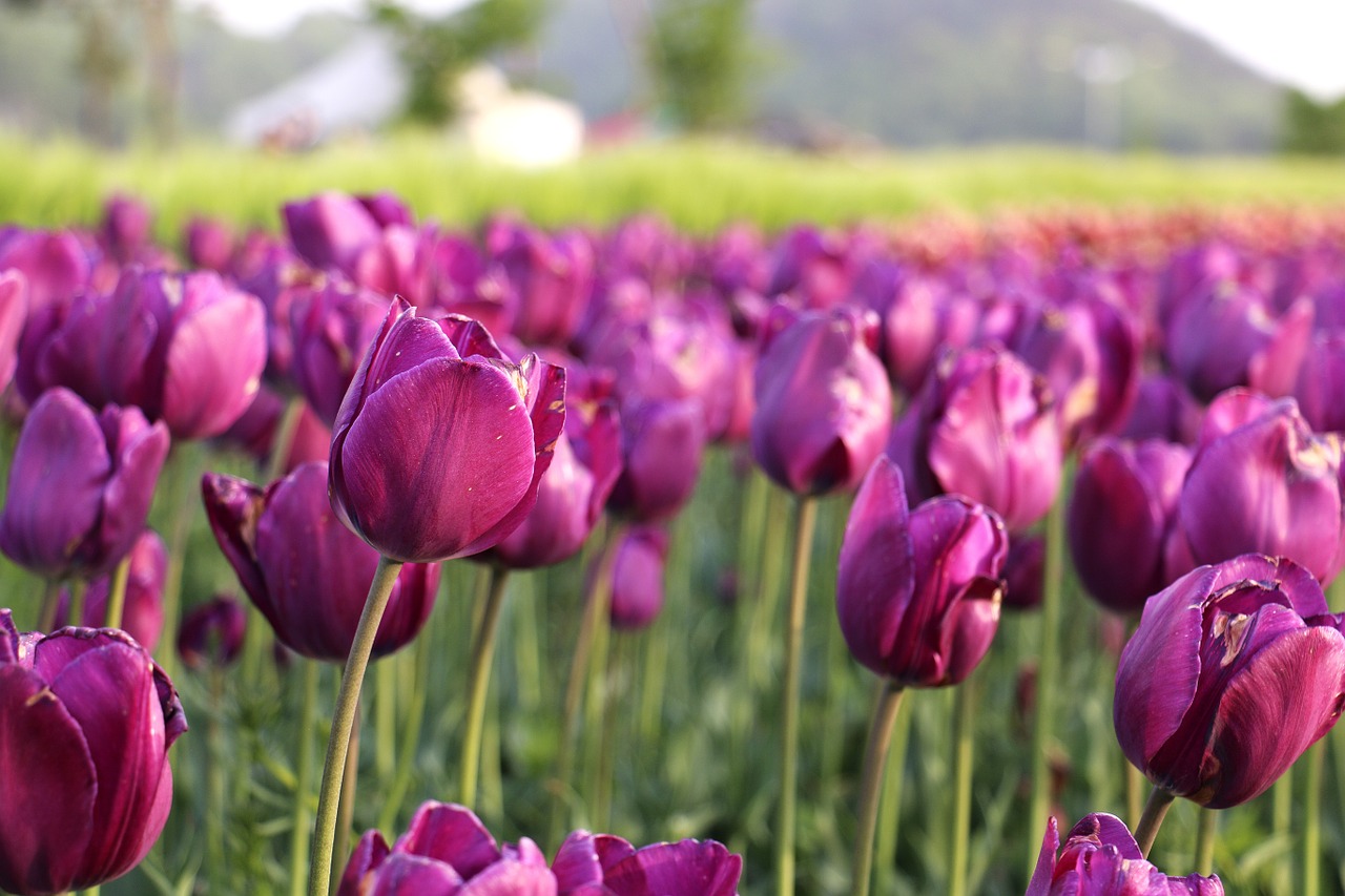 tulips the flowers beauty free photo