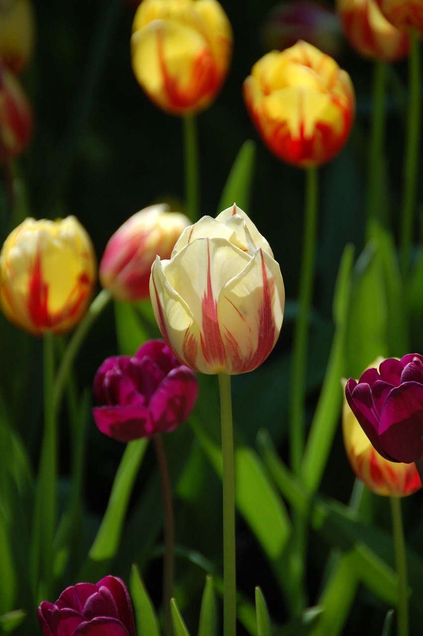 tulips flowers amsterdam free photo