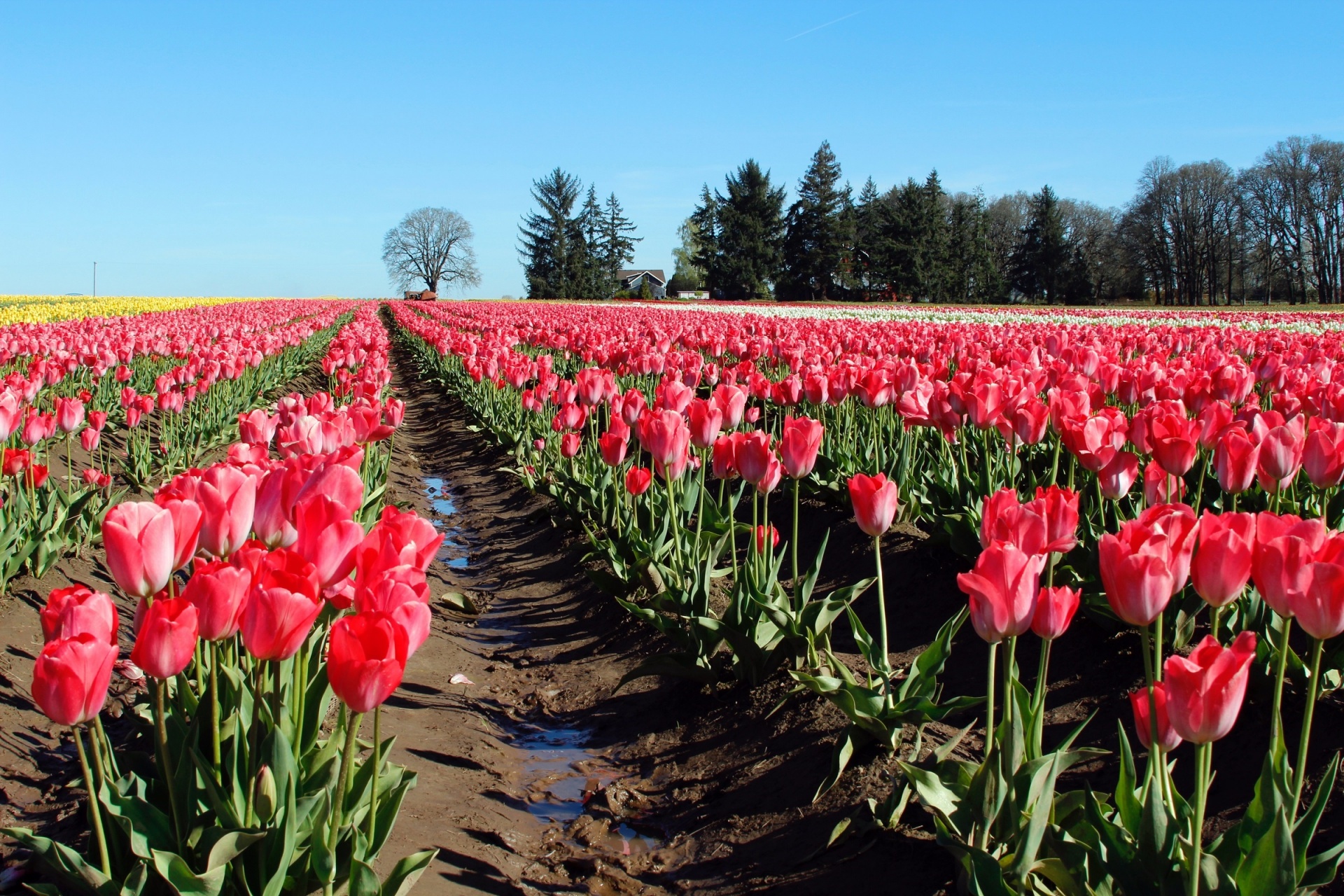 tulips farm flowers free photo