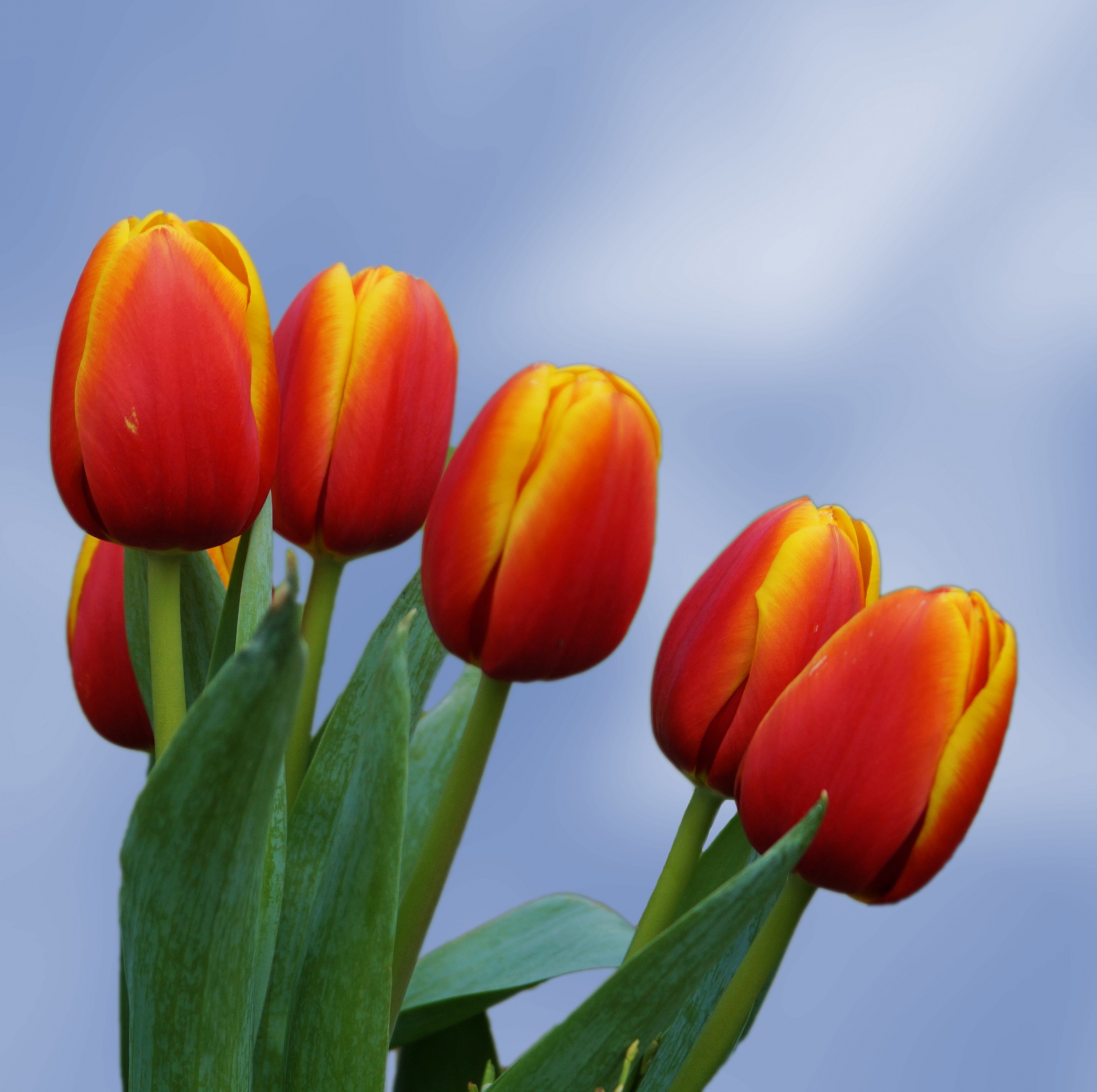 tulips flowers tulip free photo