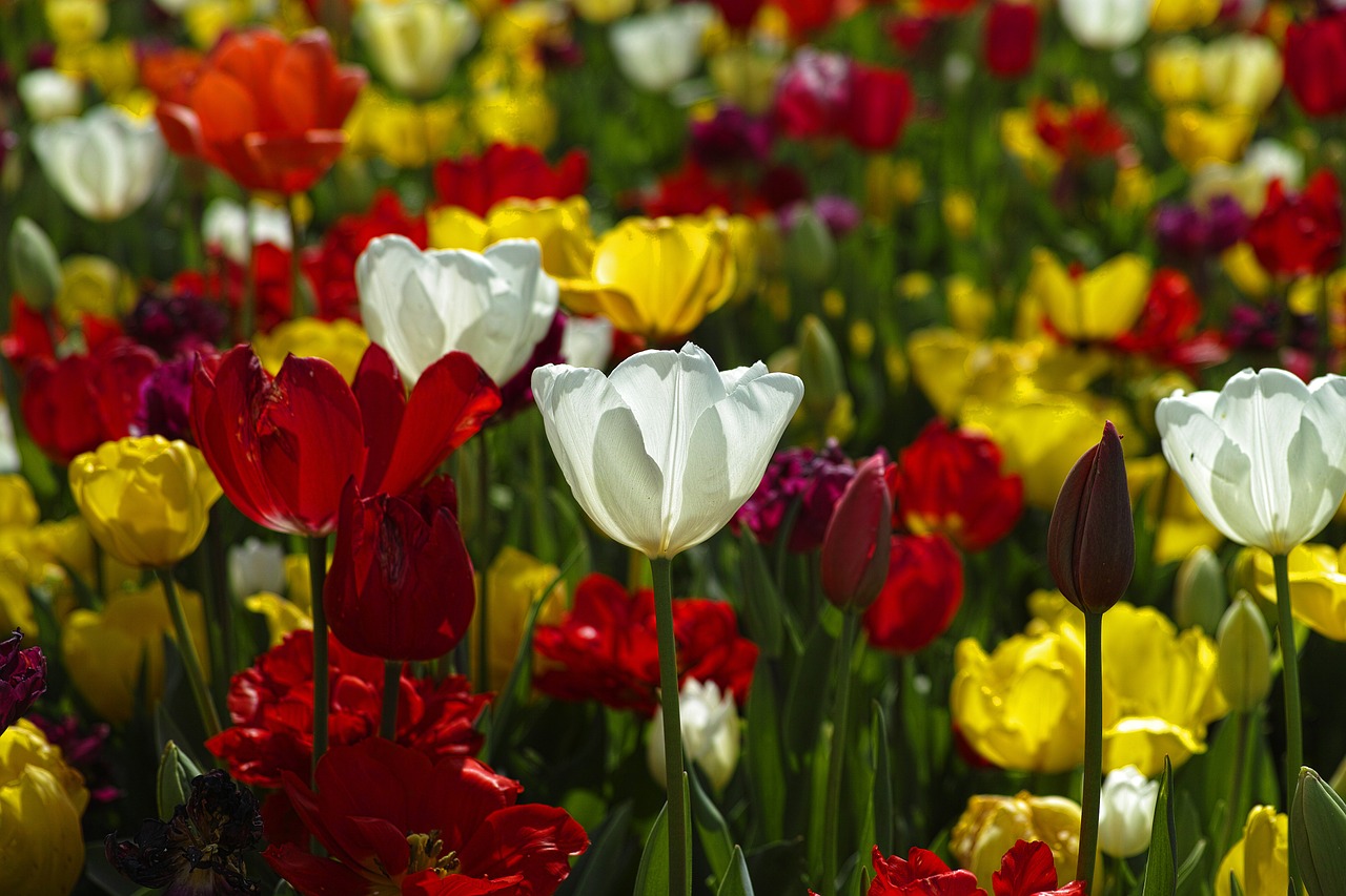 tulips flower plant free photo