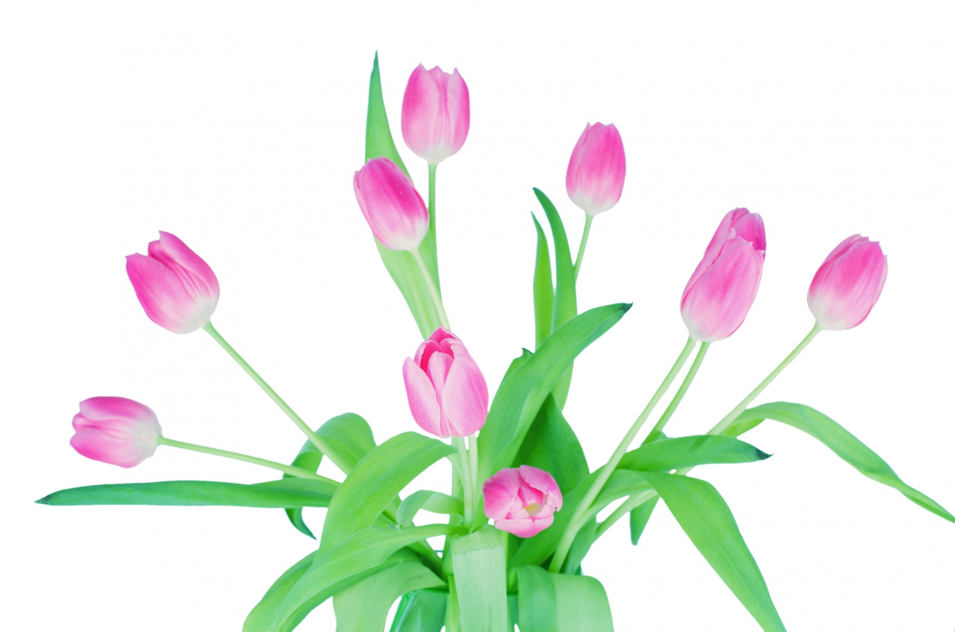 tulips tulip pink free photo