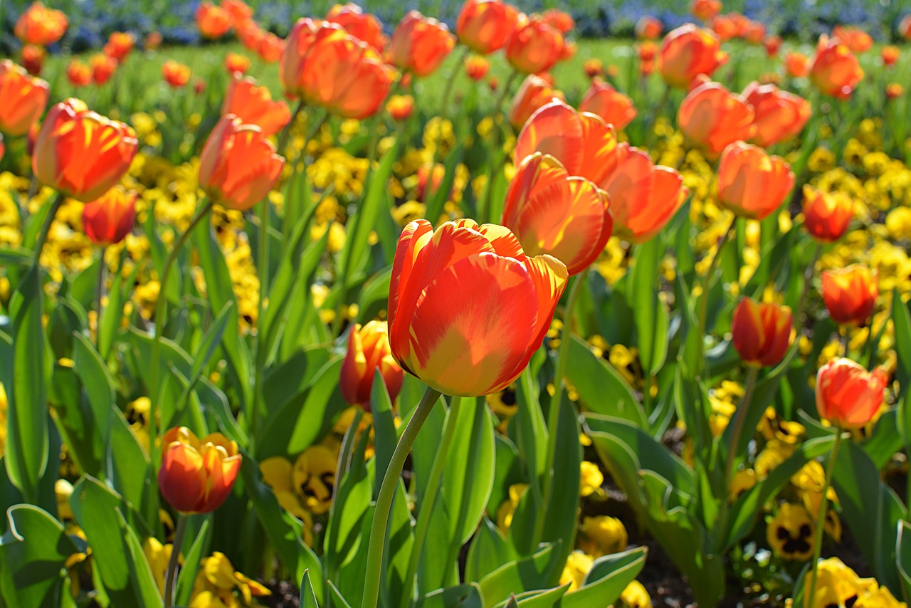 tulips orange spring free photo