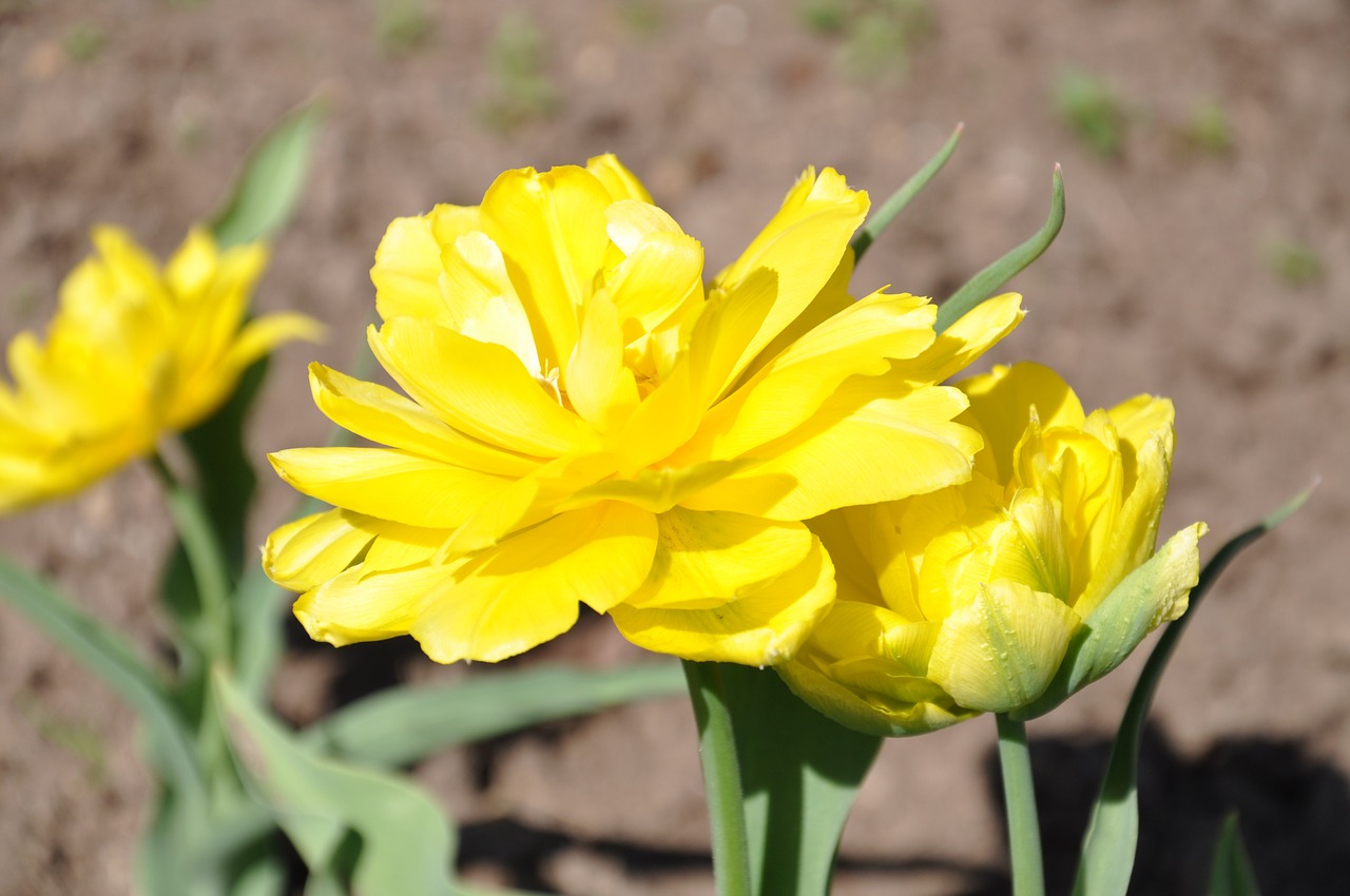 tulips yellow flower free photo