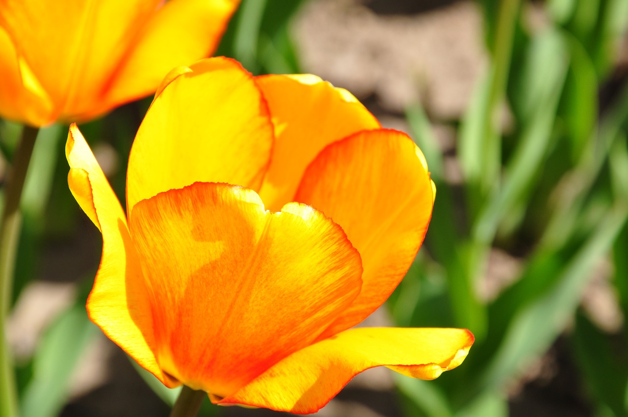 tulips yellow orange free photo