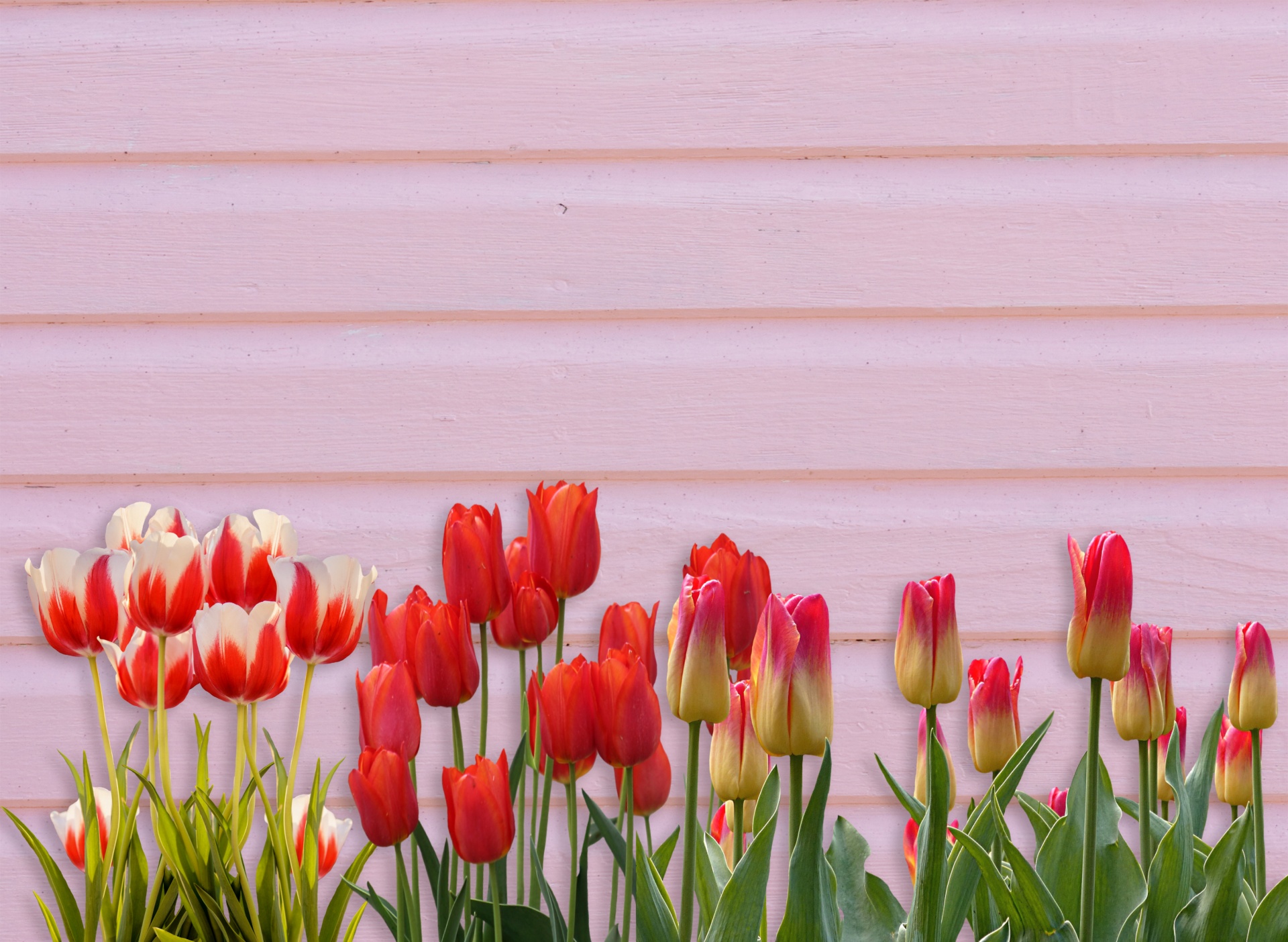 tulips flowers colorful free photo