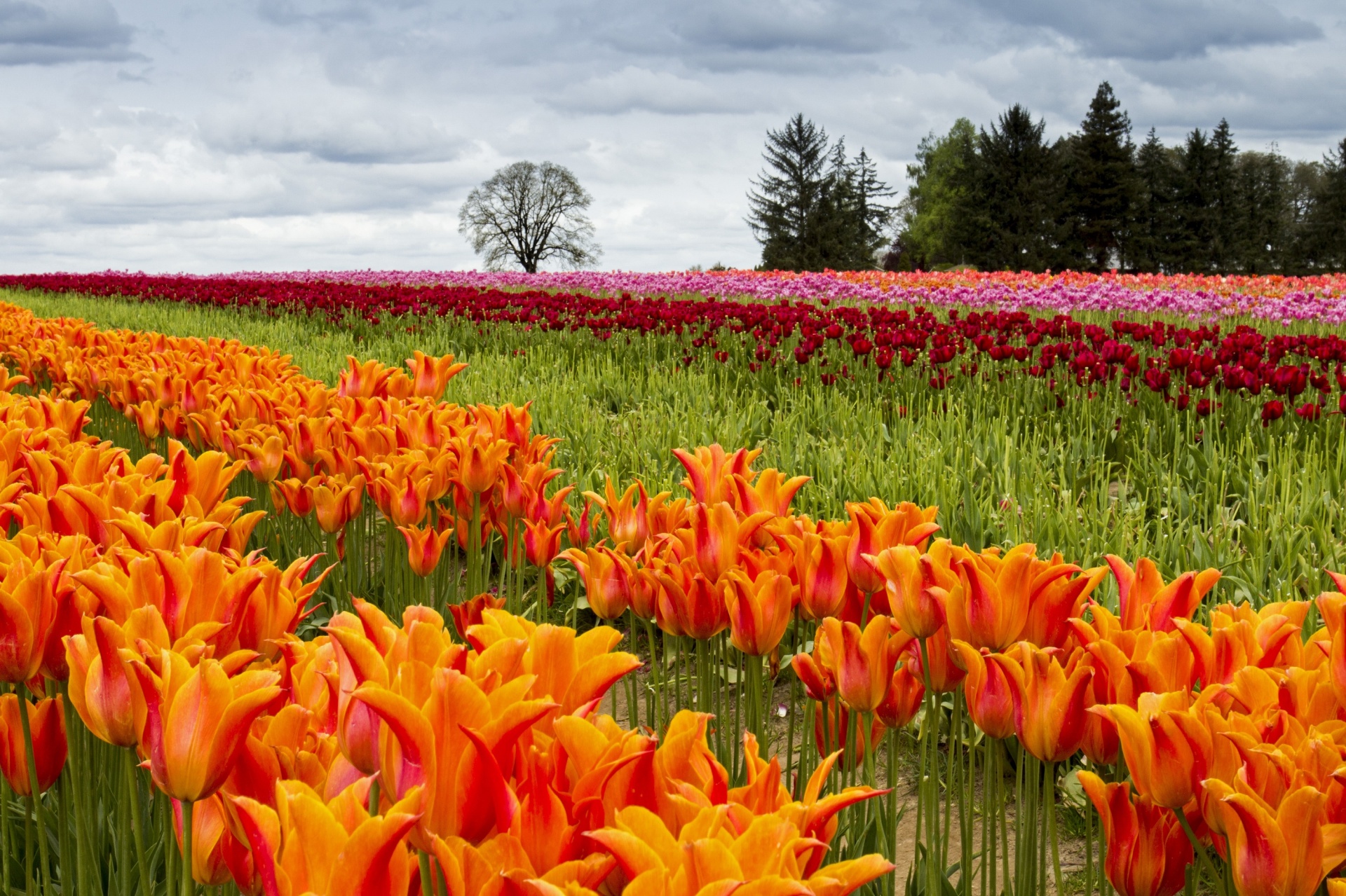 tulips farm flowers free photo