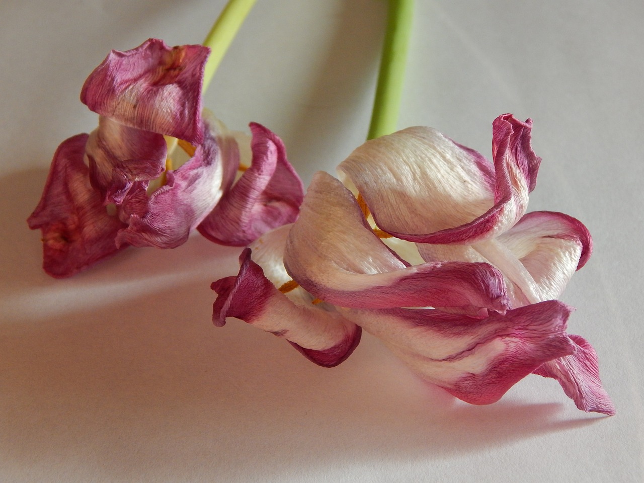 tulips driedflowers fading free photo