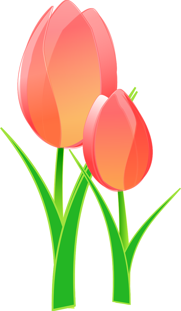 tulips bulbous flower free photo