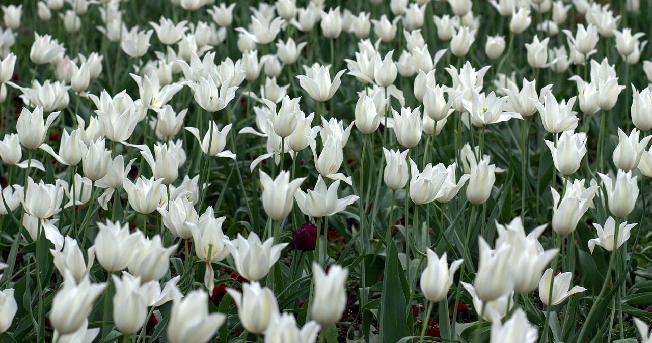 tulips flowers supplies free photo