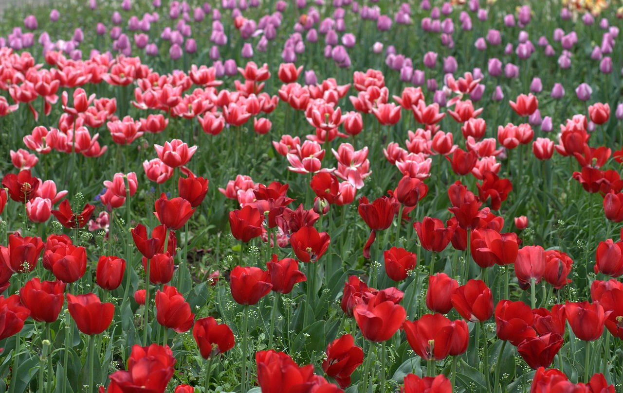 tulips flowers supplies free photo