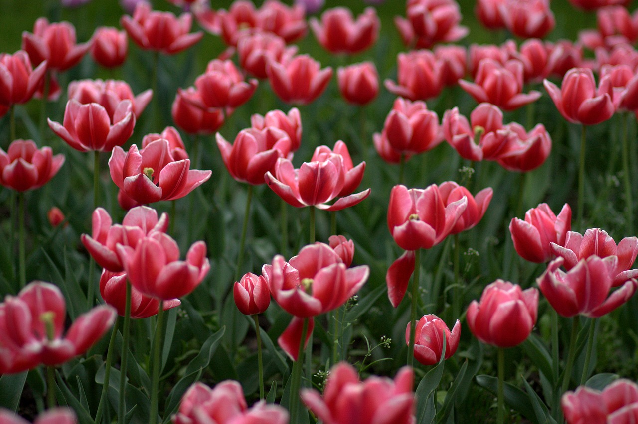 tulips flowers supplies free photo