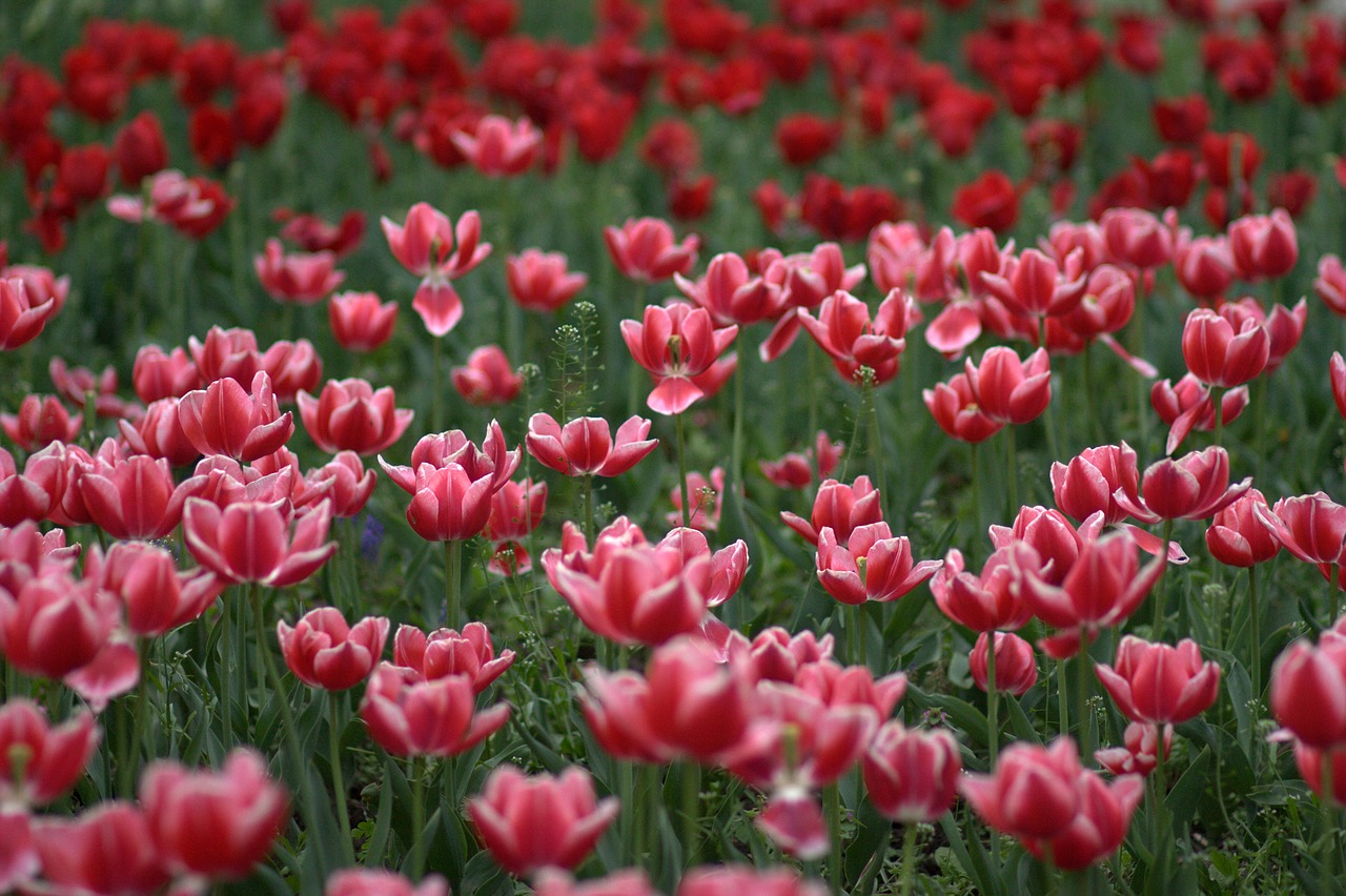 tulips flowers supplies free photo