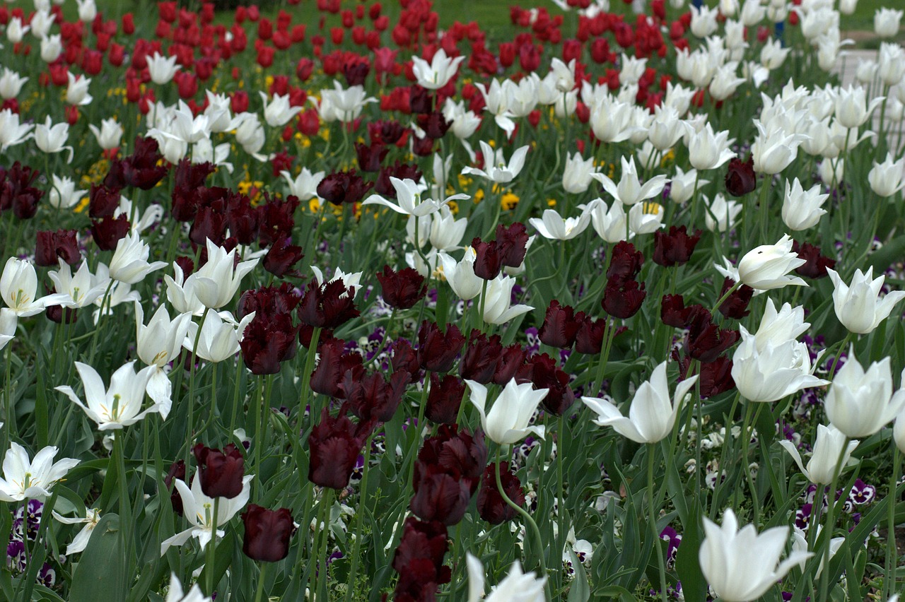 tulips flowers supplies free photo