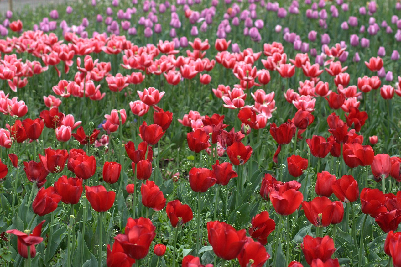 tulips flowers supplies free photo