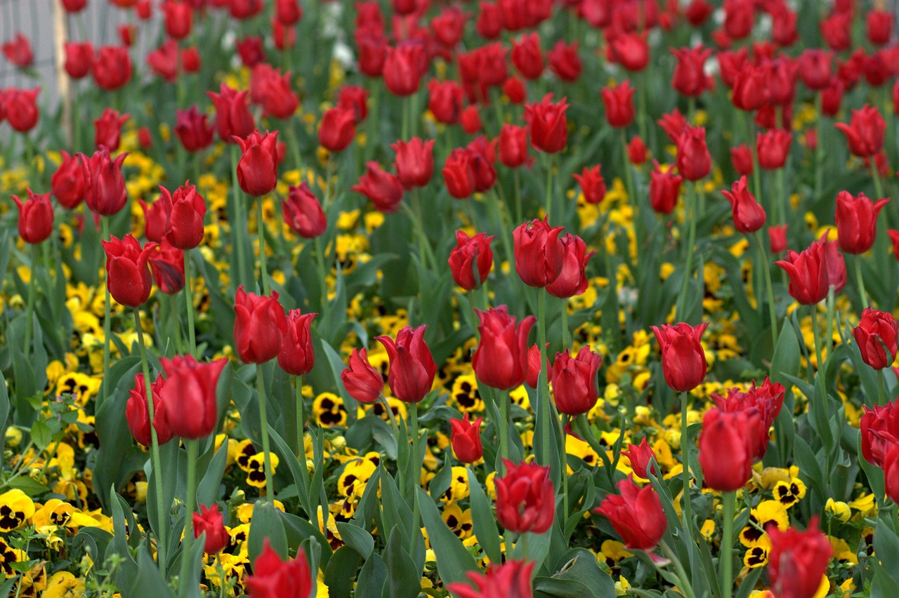 tulips flowers supplies free photo