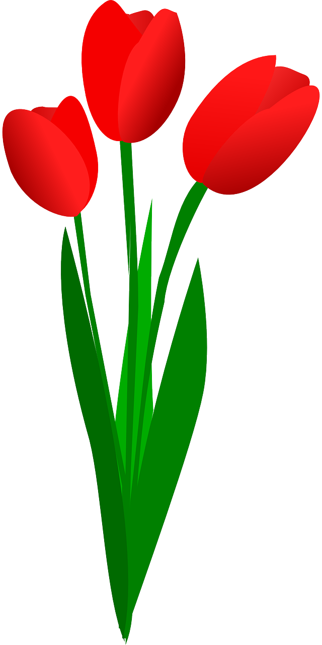 tulips flowers red free photo